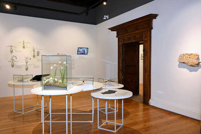 Ausstellungsansicht Raum Narzisse, Foto: UMJ / Ernst Reichenfelser
